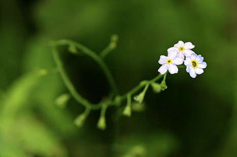 selective focus photo of white petaled flower, tiny, tiny, soft, green, background, selective focus, photo, white, flower, blue, blurred, bokeh, core, curved, nature, petals, pink, plant, yellow, petal, close-up, springtime, freshness, green Color, HD wallpaper HD wallpaper