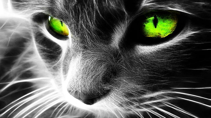 قطة ، عيون ، عيون قطة ، حيوانات ، عيون خضراء ، أسود وأبيض ، شعيرات، خلفية HD