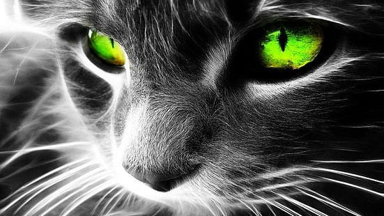 gato, ojos, ojos de gato, animales, ojos verdes, blanco y negro, bigotes, Fondo de pantalla HD HD wallpaper