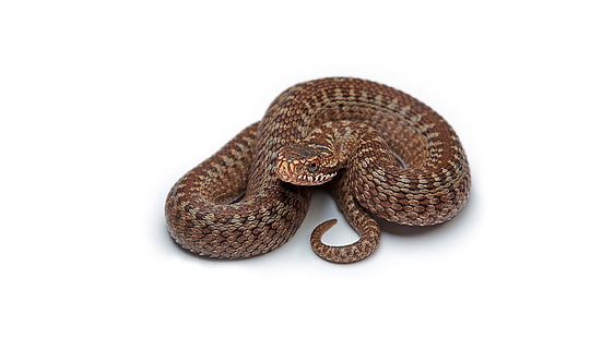 braune und graue Schlange, Schlange, Reptilien, Tiere, HD-Hintergrundbild HD wallpaper
