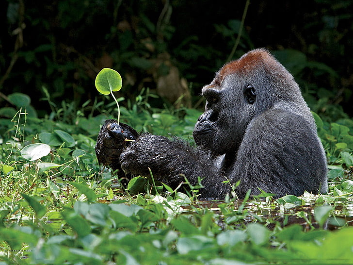 gorilla nero, animali, gorilla, foglie, Sfondo HD