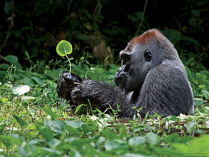 черная горилла, животные, гориллы, листья, HD обои HD wallpaper