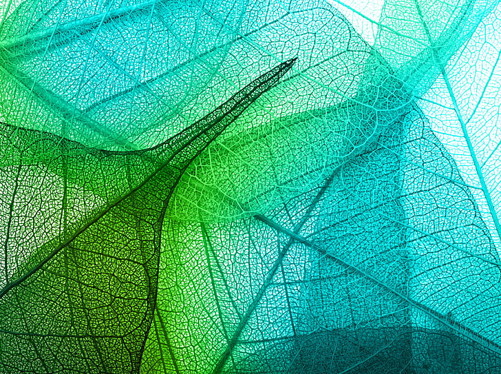 Folhas transparentes, papel de parede folhas azuis, Aero, Macro, Verde, Folhas, Ciano, Transparente, HD papel de parede