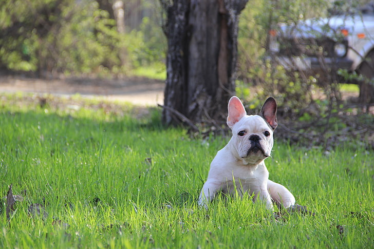 bulldog francés blanco, bulldog francés, cachorro, hierba, Fondo de pantalla HD