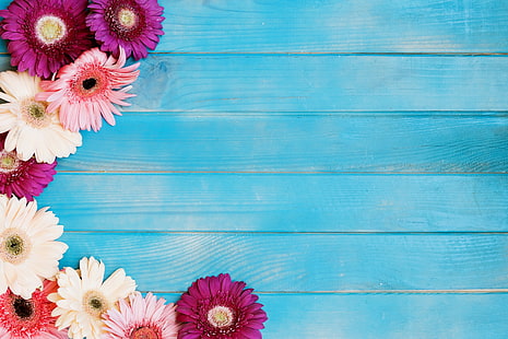  flowers, gerbera, blue background, HD wallpaper HD wallpaper