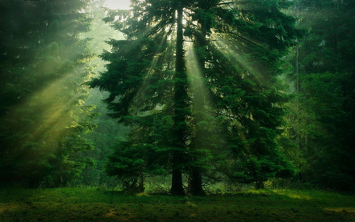 green leafed tree, untitled, trees, sunlight, green, forest, nature, grass, landscape, leaves, mist, sun rays, HD wallpaper