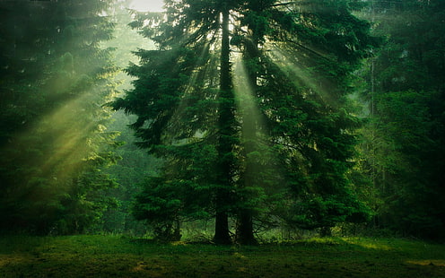 árvore folheada verde, sem título, árvores, luz solar, verde, floresta, natureza, grama, paisagem, folhas, névoa, raios de sol, HD papel de parede HD wallpaper