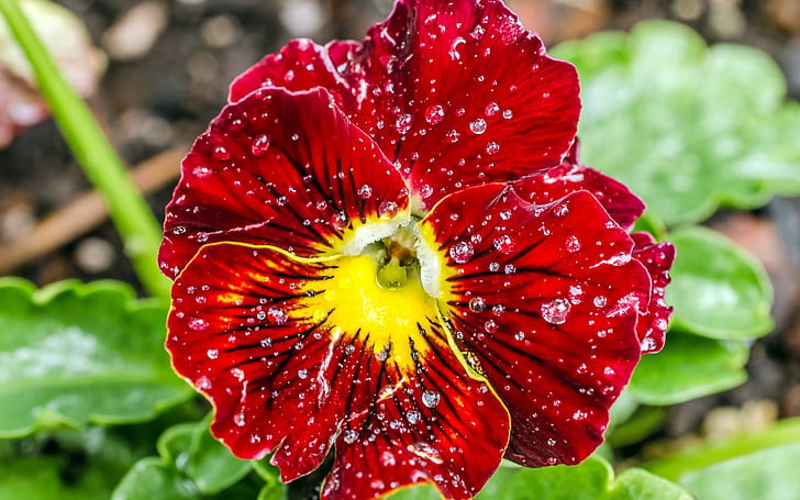 Rote Blume, Blütenblätter, Wassertropfen, Rot, Blume, Blütenblätter, Wasser, Tropfen, HD-Hintergrundbild