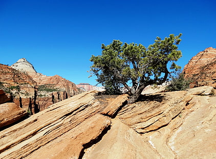 green leaved trees surrounded by brown rock formation, zion np, zion np, Life, on the Rocks, Zion NP, green, trees, rock formation, Zion National Park, Utah, Hwy 9, Mt. Carmel Road, Scenic, Drives, Red Rock, Formations, National Parks, USA, Landscapes, nature, desert, landscape, rock - Object, scenics, mountain, geology, outdoors, sandstone, canyon, sky, eroded, national Park, extreme Terrain, arid Climate, stone - Object, southwest USA, beauty In Nature, red, dry, national Landmark, wilderness Area, HD wallpaper HD wallpaper