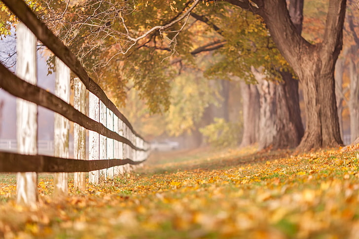 brauner Bretterzaun, Bäume, Zaun, Fall, HD-Hintergrundbild