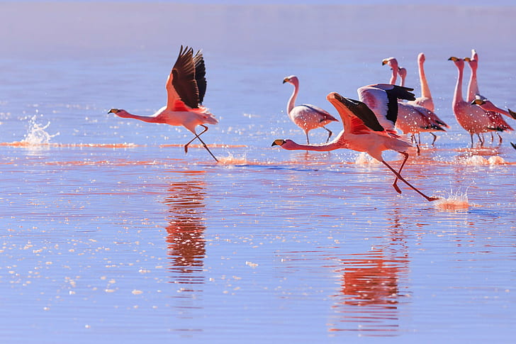 flock of lesser Flamingo in calm sea, Run, takeoff, flock, lesser Flamingo, calm, sea  Bird, Colorado, Ferias, Nature, Red Lake, Travel, Trip, Vacations, Viagem, bird, wildlife, animal, flamingo, lake, animals In The Wild, water, HD wallpaper