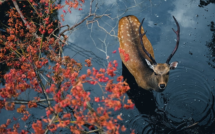deer, nature, animals, water, horns, trees, looking up, depth of field, HD wallpaper