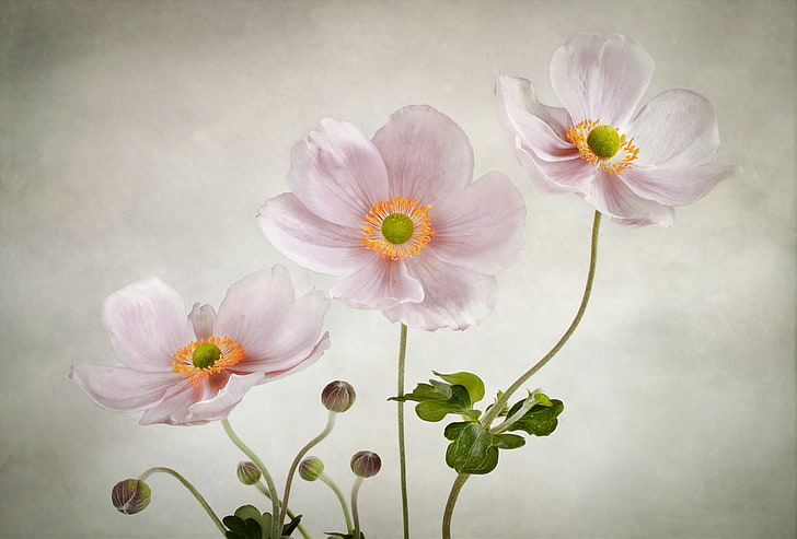 three white petaled flowers painting, flowers, background, gentle, pink, anemones, HD wallpaper