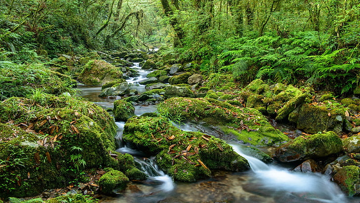 moss, stream, nature, watercourse, green forest, water, creek, wilderness, old growth forest, mossy, forest, arroyo, HD wallpaper