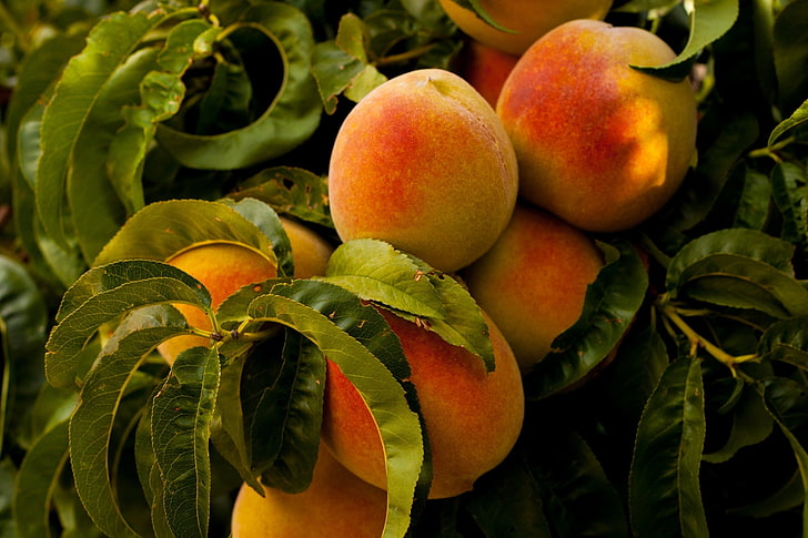 peaches, food, plants, fruit, HD wallpaper