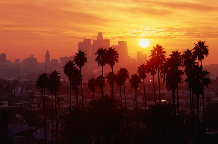 палмово дърво, град, градът, САЩ, Лос Анджелис, Калифорния, HD тапет