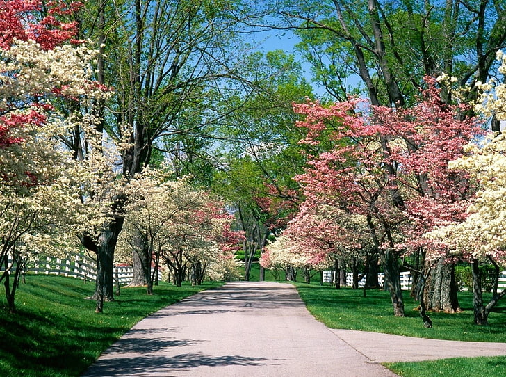 pavimento de hormigón gris, parque, árboles, primavera, vivero, floración, camino, Fondo de pantalla HD
