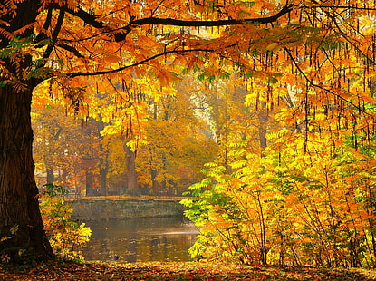 黄色の葉の木、秋の日、ここに再び、黄色、葉、木、NGC、紅葉、ゲッティンゲン、ドイツ、ハースト、NPC、秋、自然、森、季節、オレンジ色、10月、マルチカラー、屋外、風景、赤、ゴールド色、風景、公園-人工空間、自然の美しさ、メープルツリー、鮮やかな色、色、 HDデスクトップの壁紙 HD wallpaper