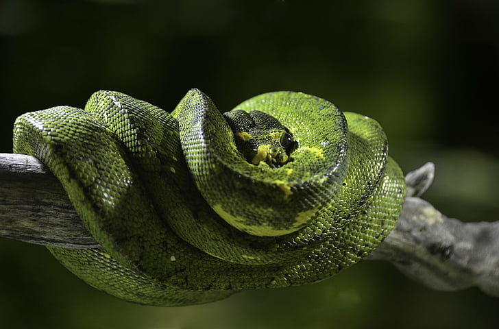 Reptiles, Python, Green, Reptile, Snake, Wildlife, HD wallpaper