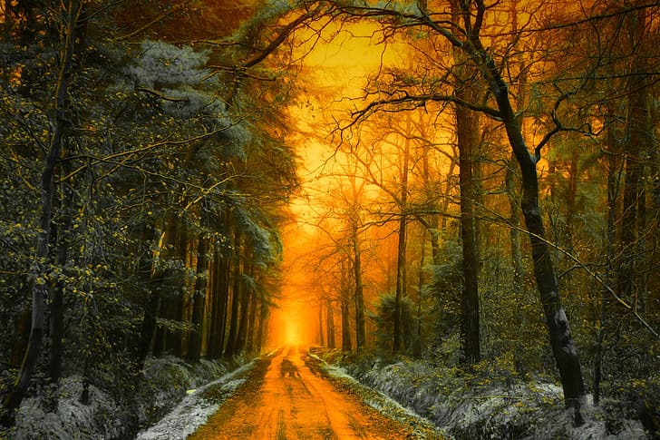 road, autumn, forest, light, snow, trees, landscape, sunset, nature, Holland, Jan-Herman Visser, HD wallpaper