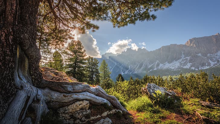 trees, mountains, roots, tree, Italy, The Dolomites, Сергей Быков, HD wallpaper