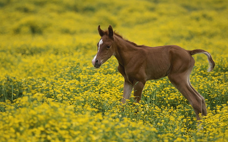 brown horse, stallion, cub, grass, flowers, field, HD wallpaper