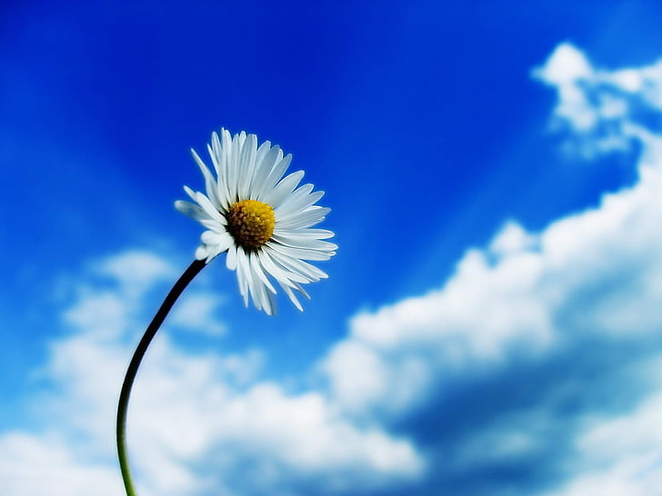 weiße Gänseblümchenblume, Gänseblümchen, Blumen, Himmel, weiße Blumen, Pflanzen, Makro, Wolken, blau, weiß, Natur, matricaria, HD-Hintergrundbild