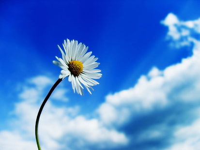 white daisy flower, daisies, flowers, sky, white flowers, plants, macro, clouds, blue, white, nature, matricaria, HD wallpaper HD wallpaper