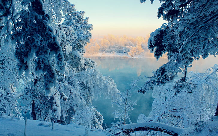 Winter, Snow, Trees, Frost, Branch, Severity, December, HD wallpaper