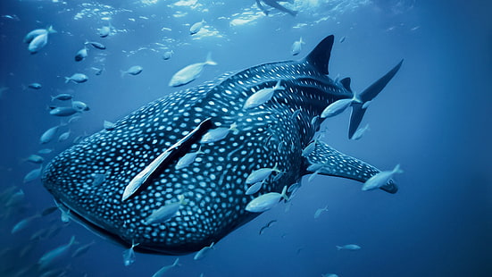 tubarão-baleia, tubarão, animais, mar, HD papel de parede HD wallpaper