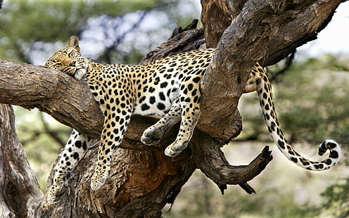 коричневый леопард, леопард, лежа, большая кошка, хищник, HD обои HD wallpaper