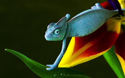 Chameleon Lizard HD, animals, lizard, chameleon, HD wallpaper HD wallpaper