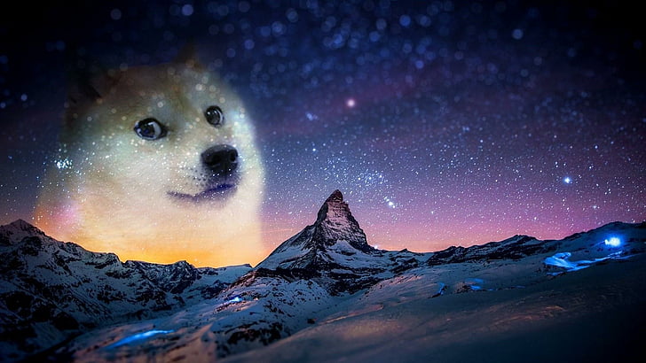 dog, meme, HD wallpaper