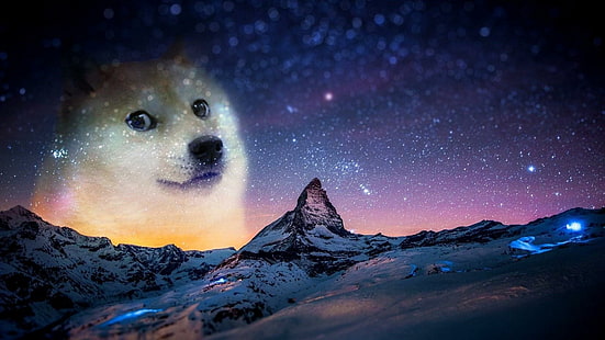Hund, meme, HD-Hintergrundbild HD wallpaper