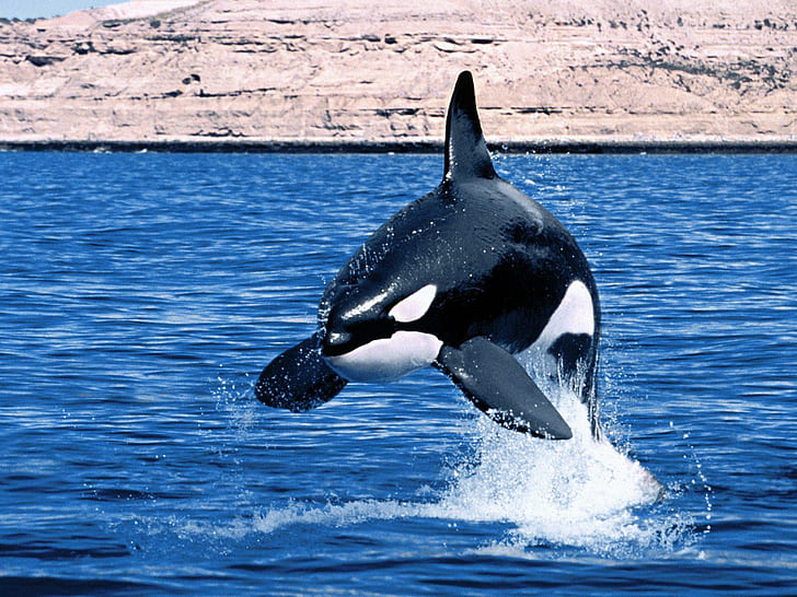baleias assassinas, oceano, orcas, água, baleia, HD papel de parede