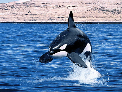 วาฬเพชฌฆาตมหาสมุทรออร์กาน้ำวาฬ, วอลล์เปเปอร์ HD HD wallpaper