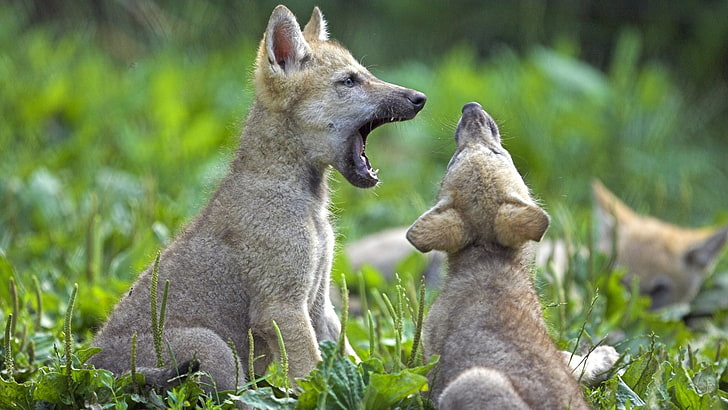 animals, baby animals, field, nature, wolf, Yawning, HD wallpaper