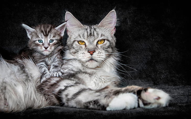แมวตาสีเหลืองลูกแมวตาสีฟ้าสีเหลืองตาแมวสีฟ้าลูกแมว, วอลล์เปเปอร์ HD