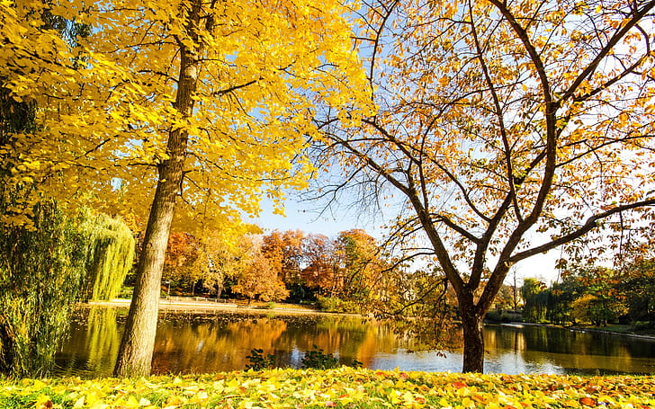 Красива есен, жълти листа, река, дървета, красива, есен, жълта, листа, река, дървета, HD тапет