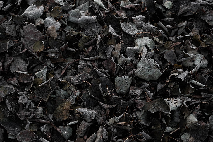 Frio, escuro, outono, chão, folhas, natureza, textura, HD papel de parede