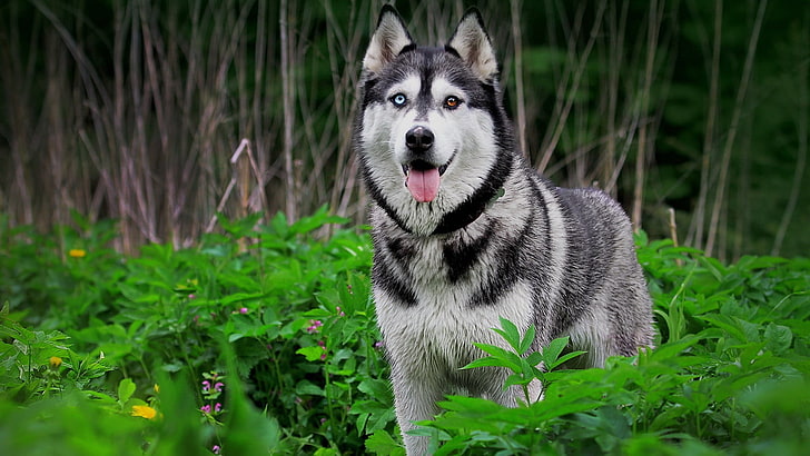 Syberian husky, Siberian Husky, anjing, heterokromia, hewan, Wallpaper HD