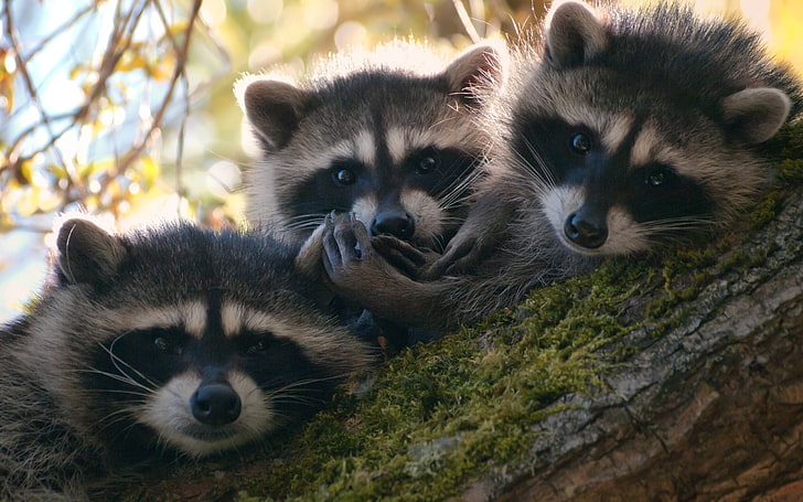 three black-and-white raccoons, raccoons, three, tree, moss, climbing, HD wallpaper