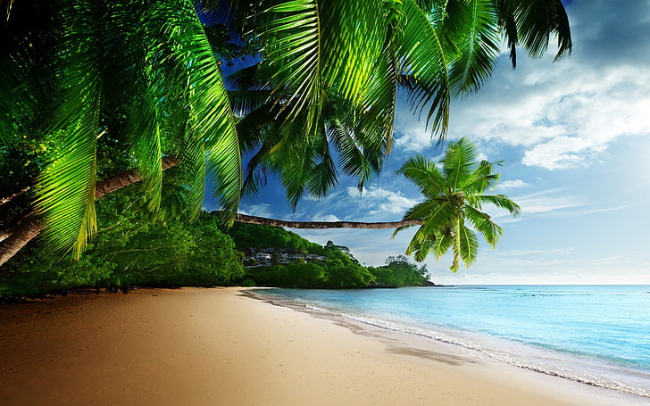 cocoteros cerca del fondo de pantalla digital del océano, mar, tropical, playa, arena, palmeras, Fondo de pantalla HD