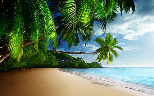 alberi di cocco vicino oceano sfondo digitale, mare, tropicale, spiaggia, sabbia, palme, Sfondo HD HD wallpaper