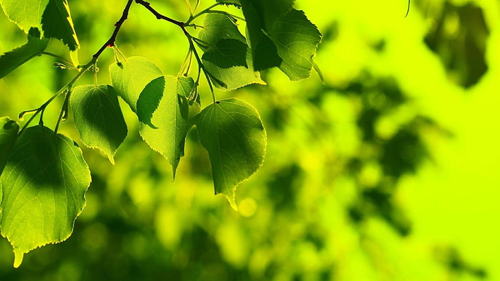 ใบไม้สีเขียว, ธรรมชาติ, ใบไม้, โบเก้, สีเขียว, วอลล์เปเปอร์ HD