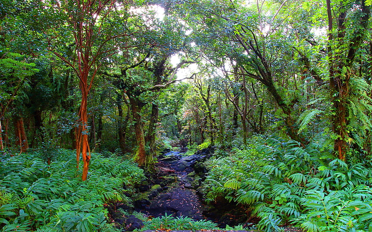 Tropical Rainforest Landscape Jungle Dense Forest Trees Overgrown With Fern Black Rocks Green Desktop Hd Wallpaper For Mobile Phones And Computer 5200×3250, HD wallpaper