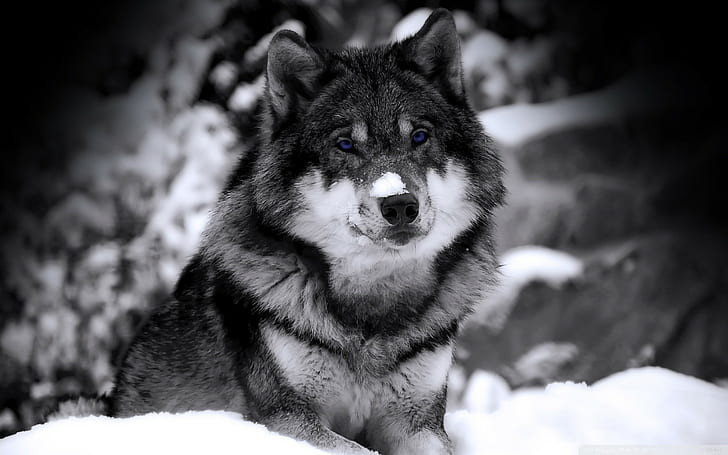 Wolf, HD-Hintergrundbild