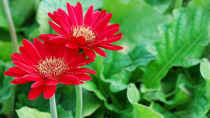 Red daisies, pink and yellow petaled flowers, flowers, 1920x1080, daisy, HD wallpaper