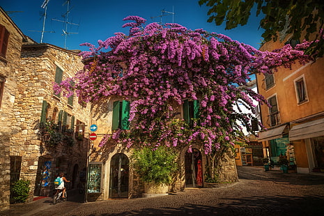 árvore, casa, Itália, floração, rua, Lombardia, Sirmione, Buganvílias, HD papel de parede HD wallpaper