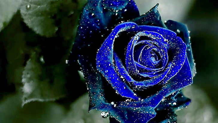 tetes, tetes air, mawar biru, mawar, bunga, taman, mekar, Wallpaper HD